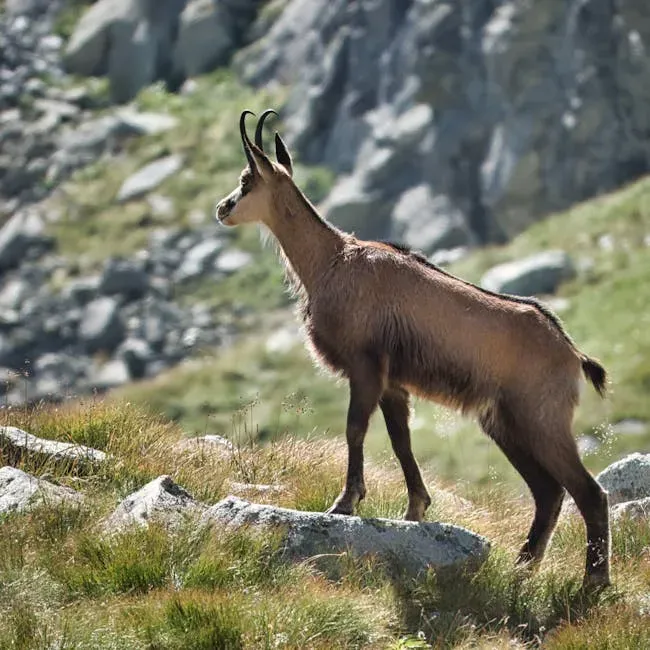 Libra (September 23 &ndash; October 22): The Chamois (Image Credits: Pexels)