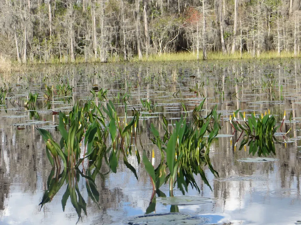 1. Okefenokee National Wildlife Refuge, Georgia (davidwilson1949, Flickr, CC BY 2.0)