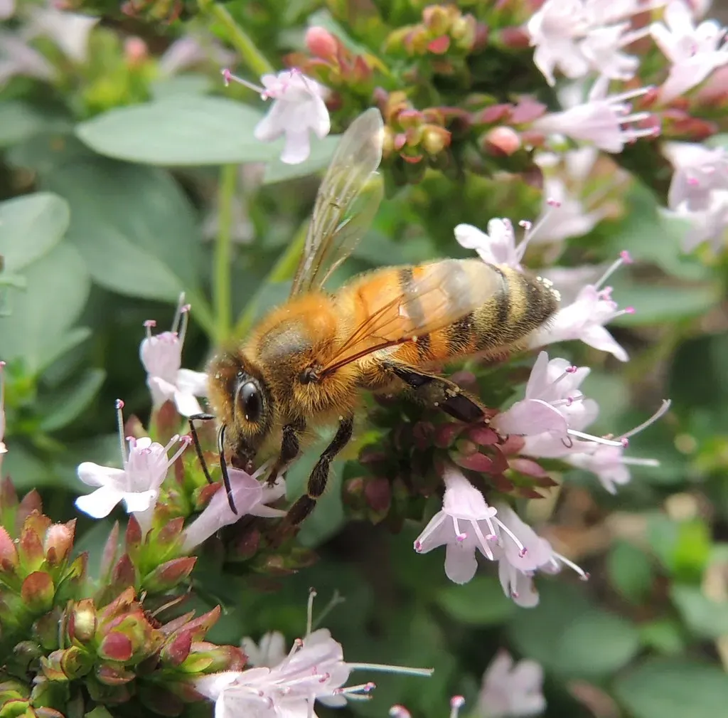 Oregano: A Surprising Bee Powerhouse (orangeaurochs, Flickr, CC BY 2.0)