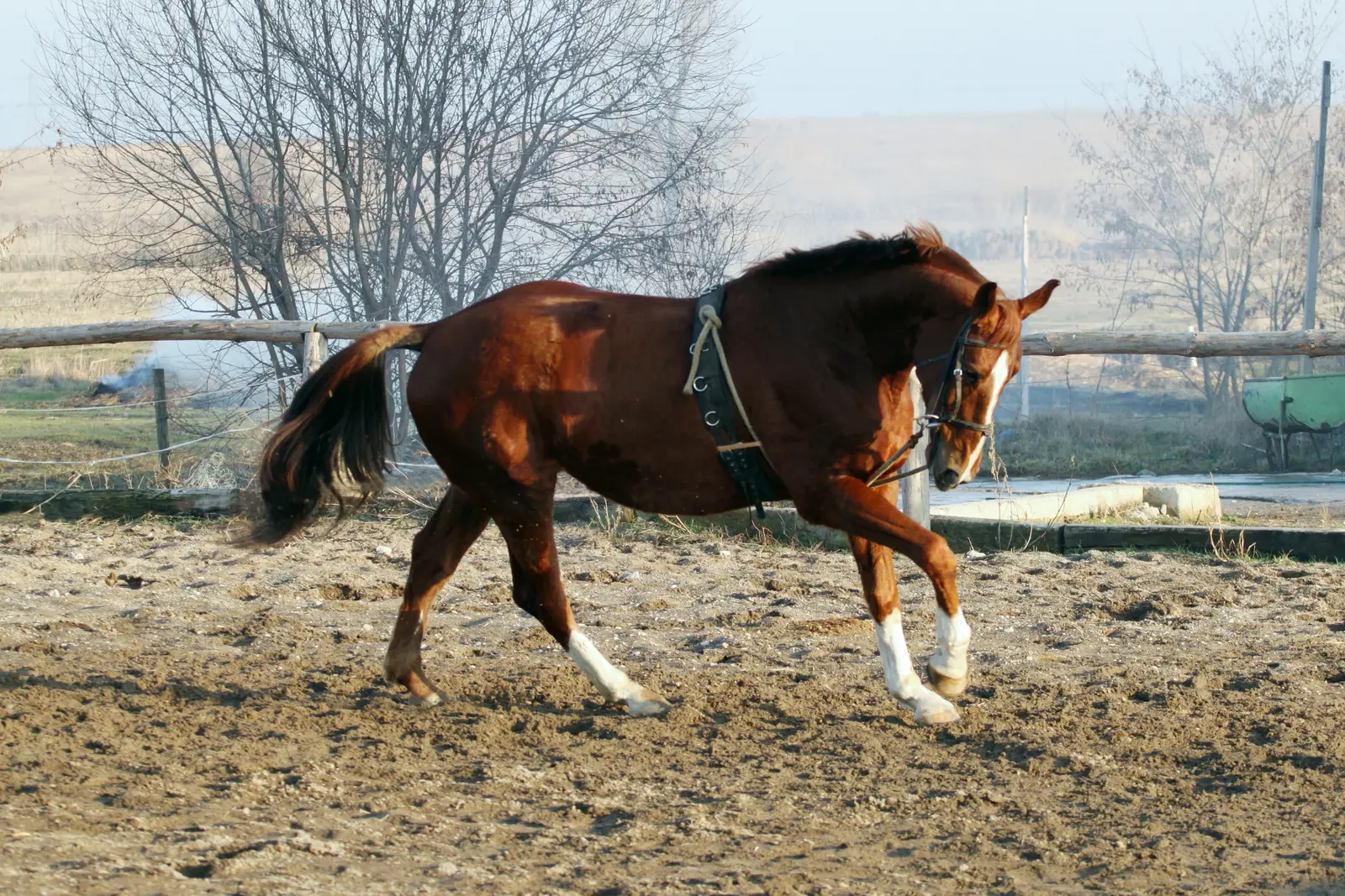 #12 - Holsteiner: Jumping Royalty, Expensive Retirement (By Biso, CC BY 3.0)