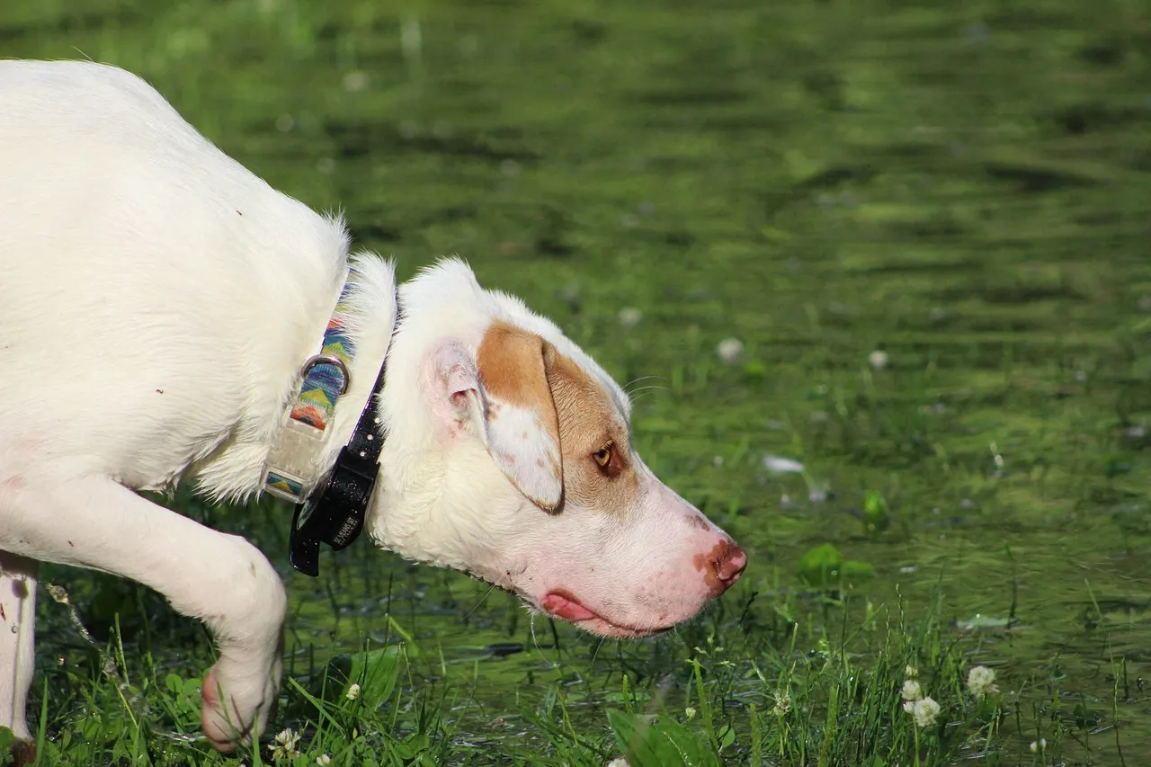 #10 - Walks Are for the Dog's Nose, Not Your Step Count (Image Credits: Pixabay)