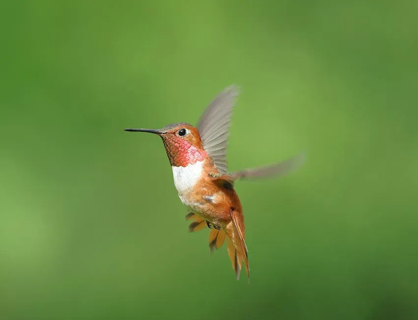 Sagittarius (November 22 &ndash; December 21): The Rufous Hummingbird (Western Wanderer) (Image Credits: Pexels)
