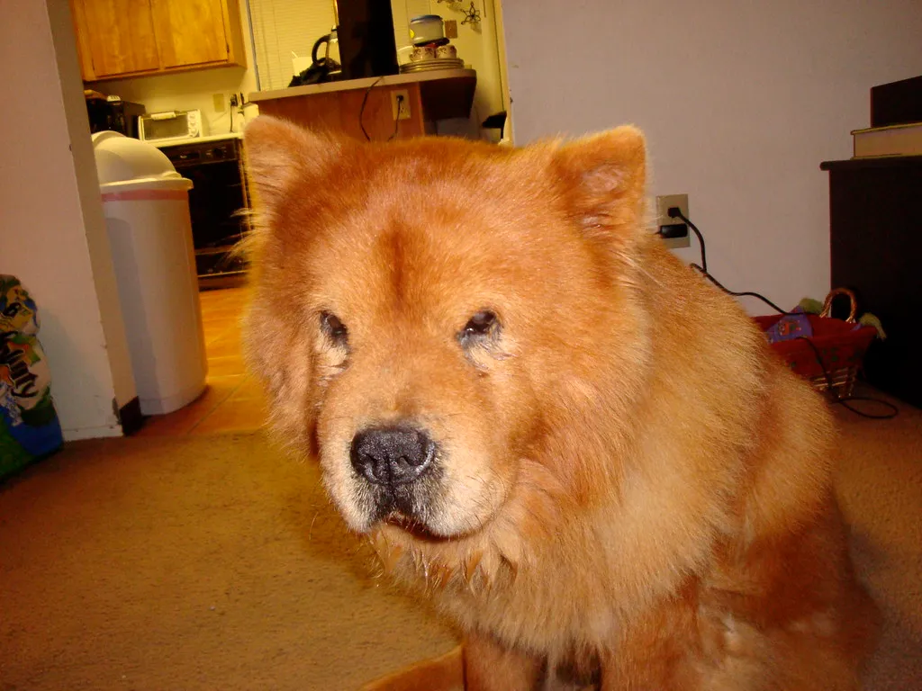 #4 - Alone Time Champions: Why Chows Handle Solitude So Well (Hey Paul, Flickr, CC BY 2.0)