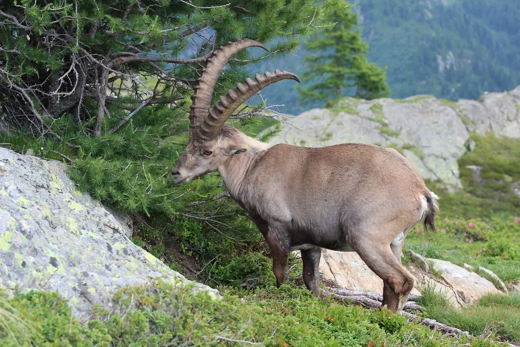 Aries: The Mountain Goat's Fearless Determination (Image Credits: Flickr)