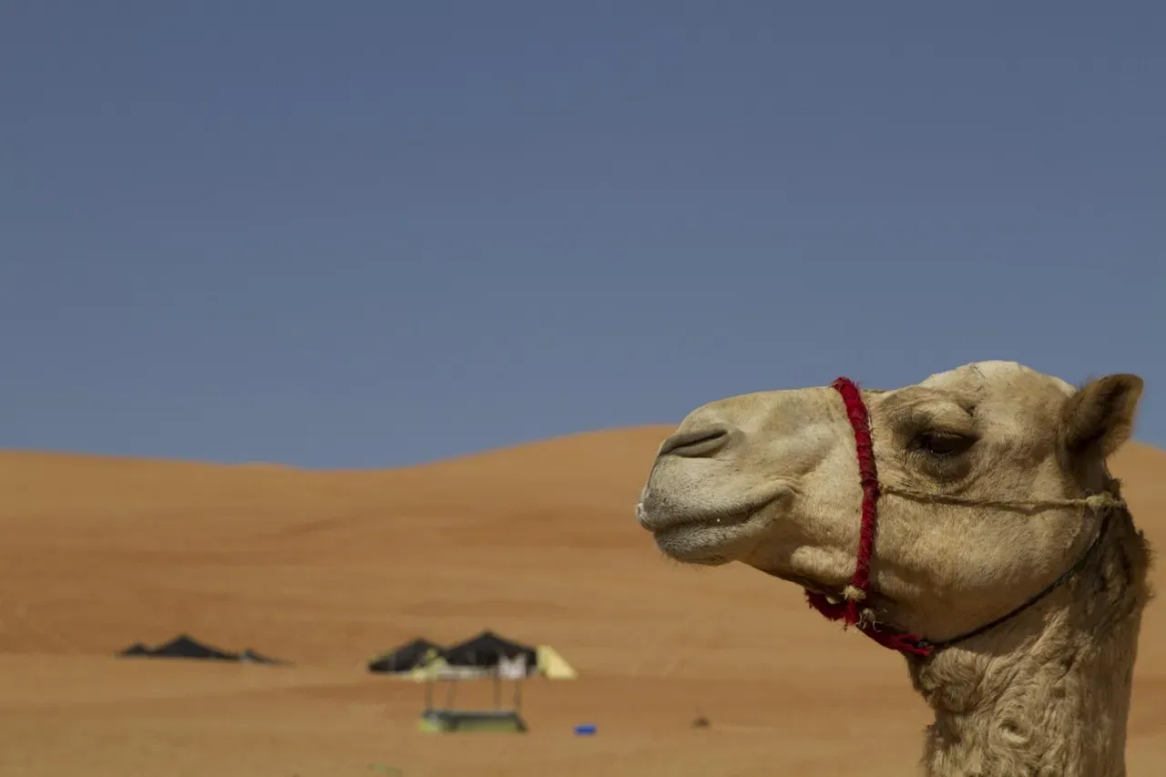 Temperature Masters Who Turn Extreme Heat Into an Advantage (Image Credits: Pixabay)