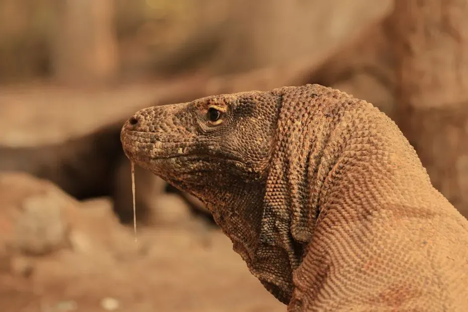 Discovery of Specialized Venom Glands (Image Credits: Pexels)