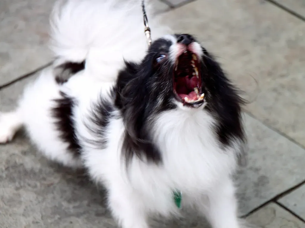 8. Unusual Aggression or Irritability (Image Credits: Flickr)