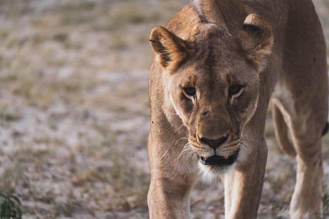 The Game Lodge Guest Who Wanted a Pet (Image Credits: Unsplash)