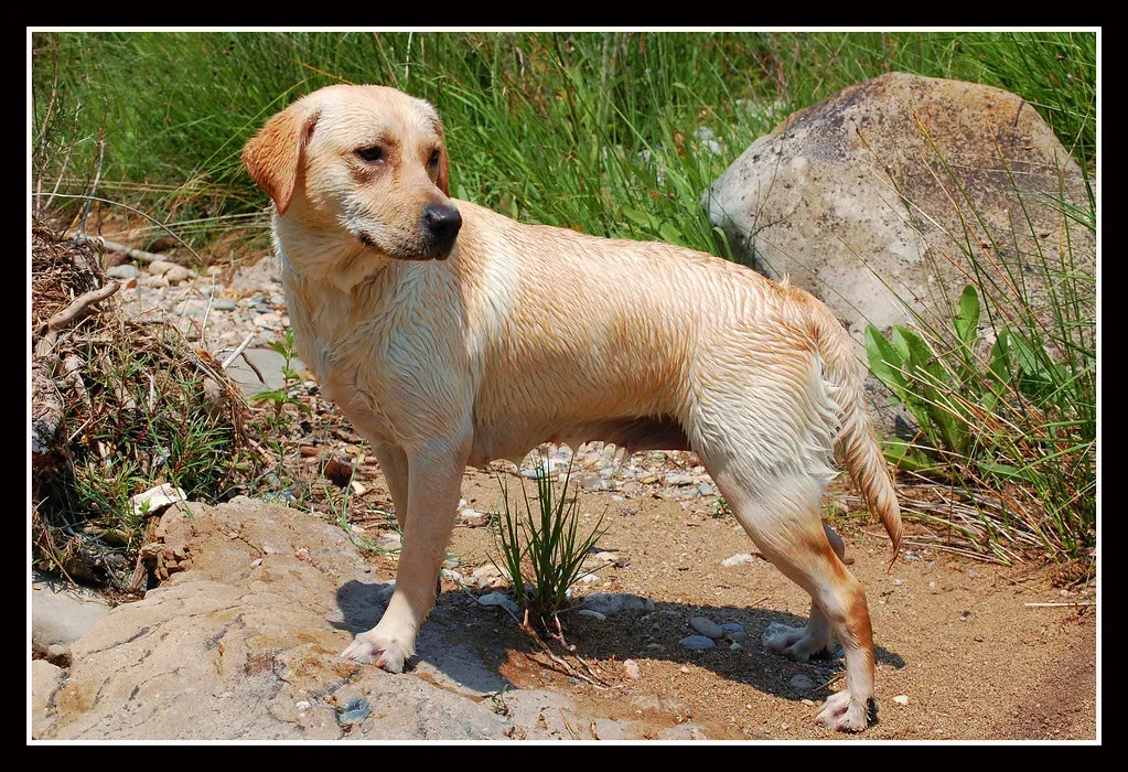 Sagittarius Rising - The Labrador Retriever (Image Credits: Flickr)