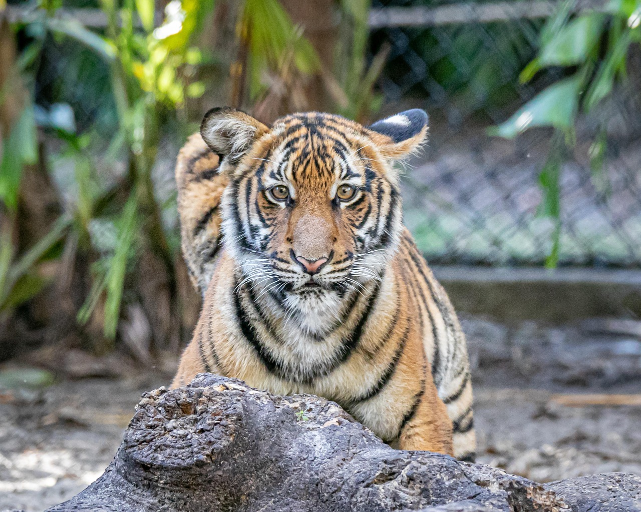 #15 Tigers - The Ultimate Fantasy Pet with Deadly Consequences (Image Credits: Pixabay)