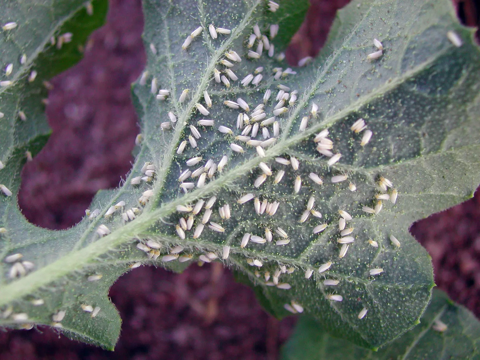6. Whiteflies and Spider Mites: The Invisible Enemy (By division, CSIRO, CC BY 3.0)