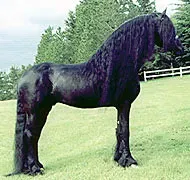 The Friesian: Elegance Meets Substance (Image Credits: Flickr)