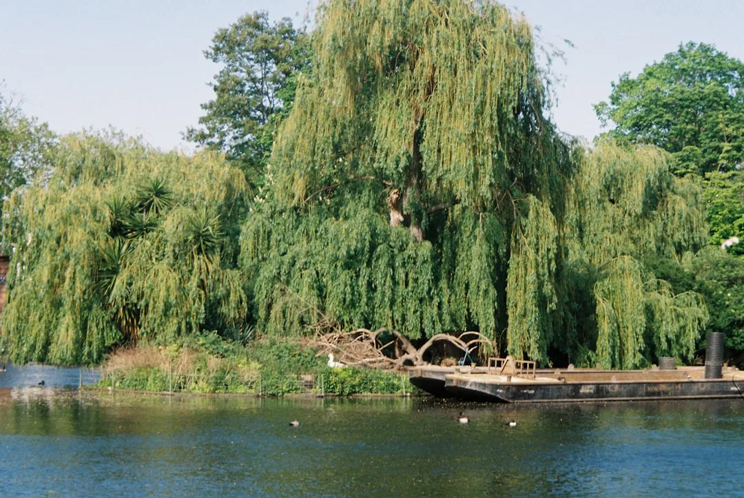 #3 - Willows Quietly Rank as a Top-Tier Caterpillar Factory (Image Credits: Unsplash)