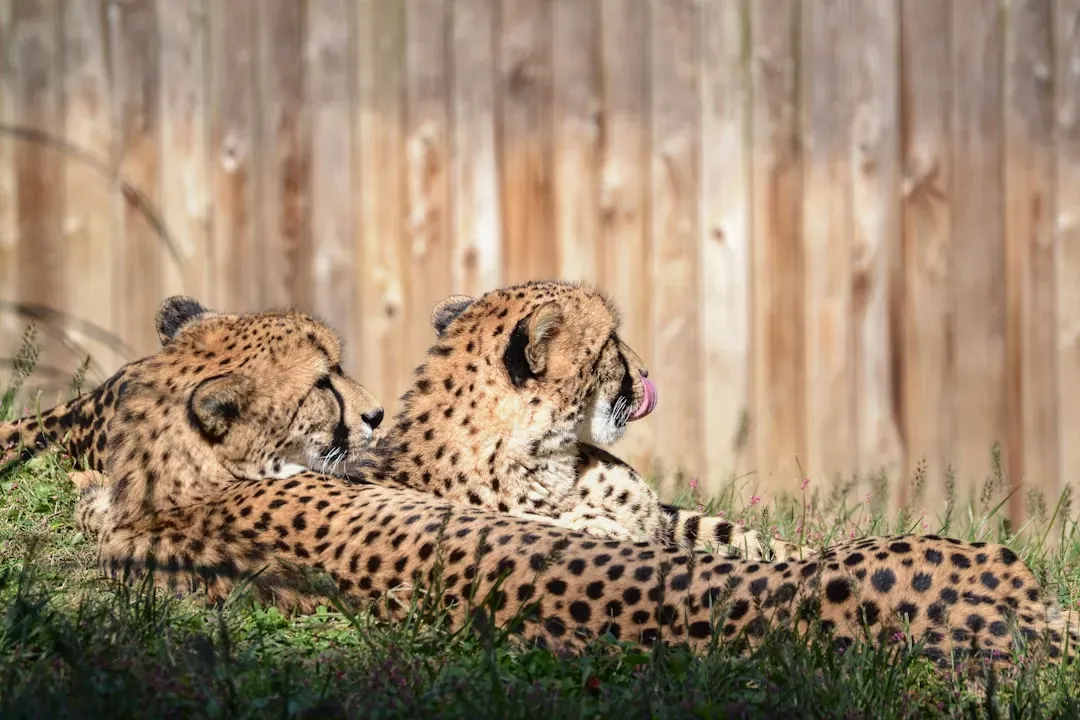 3. Kasi the Cheetah and Mtani the Dog (Image Credits: Unsplash)
