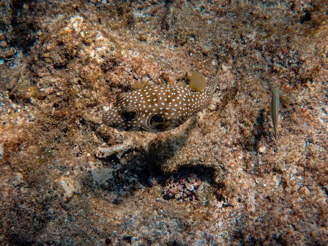The Cuttlefish: Ocean's Master Illusionist (Image Credits: Unsplash)