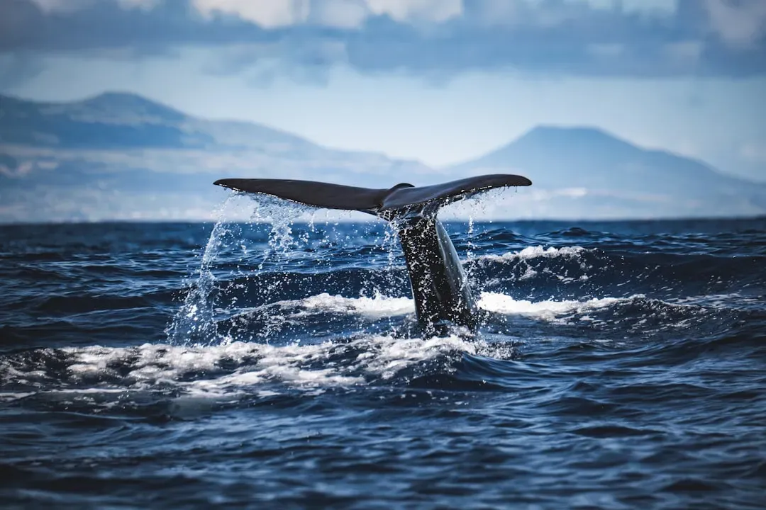 9. Sperm Whales: The Deep-Thinking Giants (Image Credits: Unsplash)