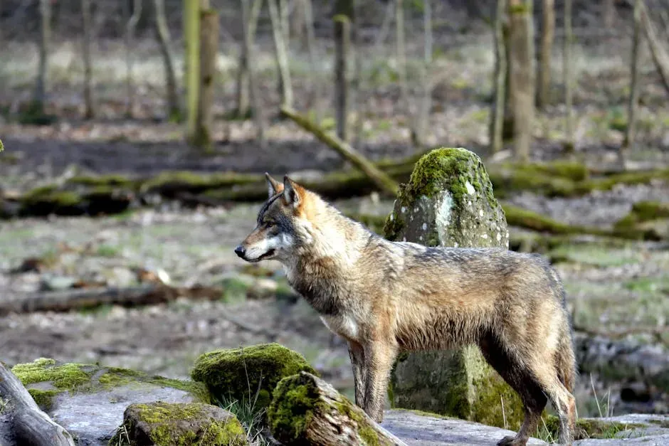 Why Wolves Still Matter (Image Credits: Pexels)