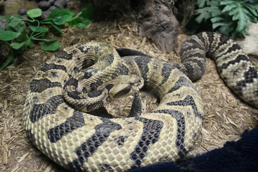 3. The Water Moccasin (Cottonmouth): Danger on Land and in Water (Image Credits: Unsplash)