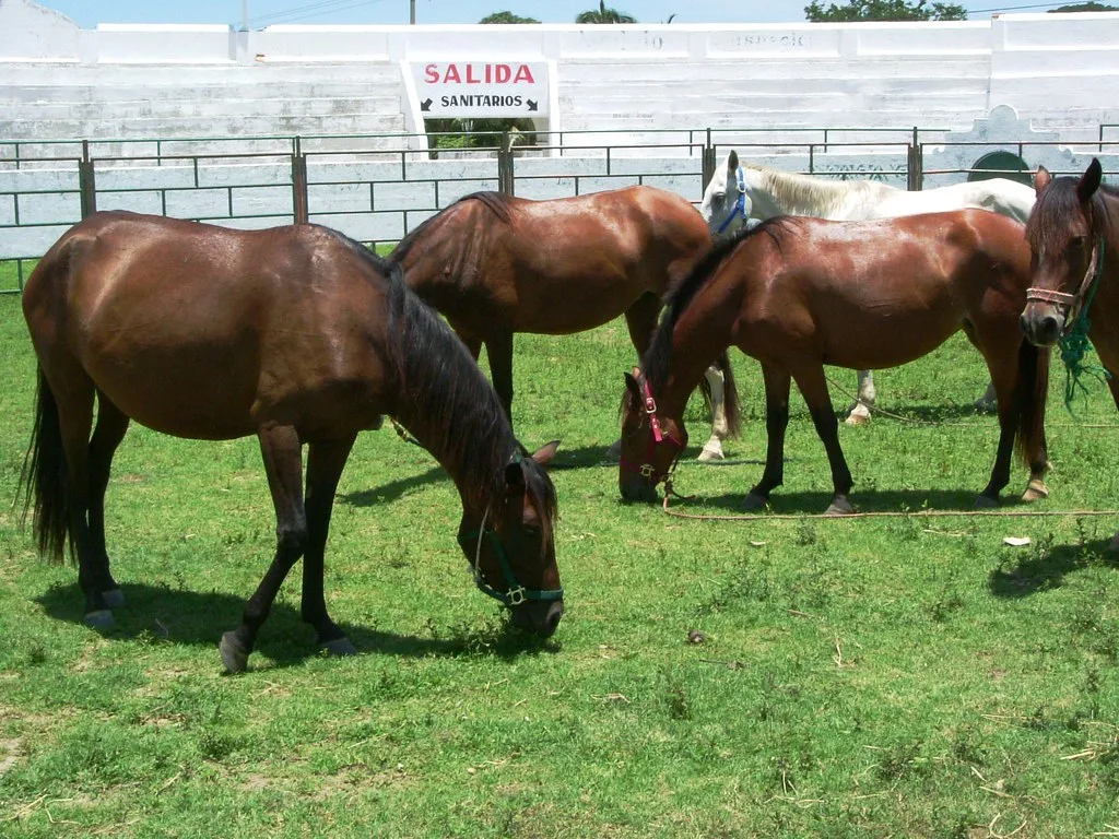 Helping Horses Feel Safer and Less Alone (Kevin Hutchinson, Flickr, CC BY 2.0)