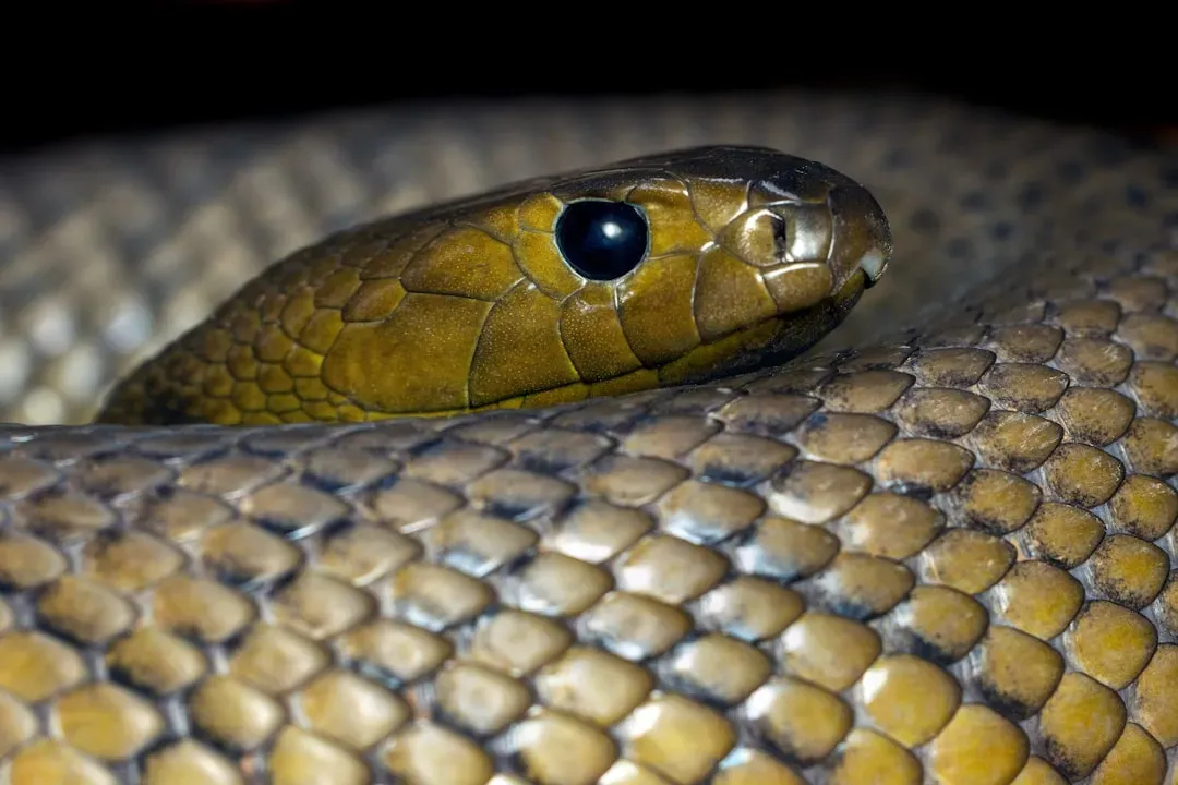 Inland Taipan: The World's Most Toxic Snake (Image Credits: Unsplash)