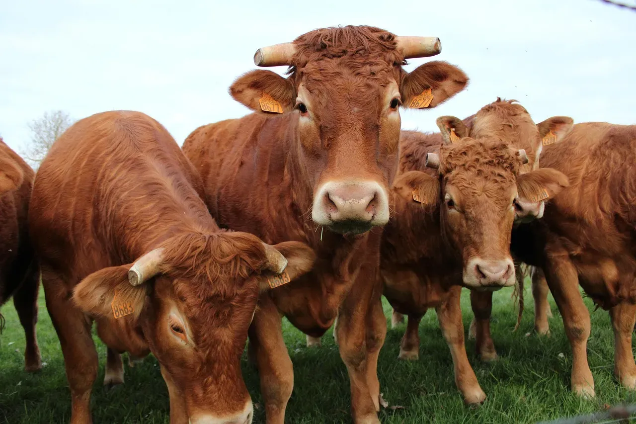 Cows: Emotionally Complex and Surprisingly Clever (Image Credits: Pixabay)