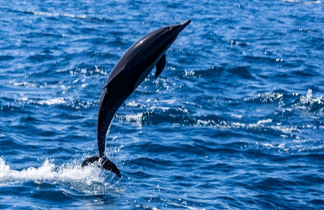 Dana Point, California – The Dolphin and Whale Watching Capital (Image Credits: Unsplash)