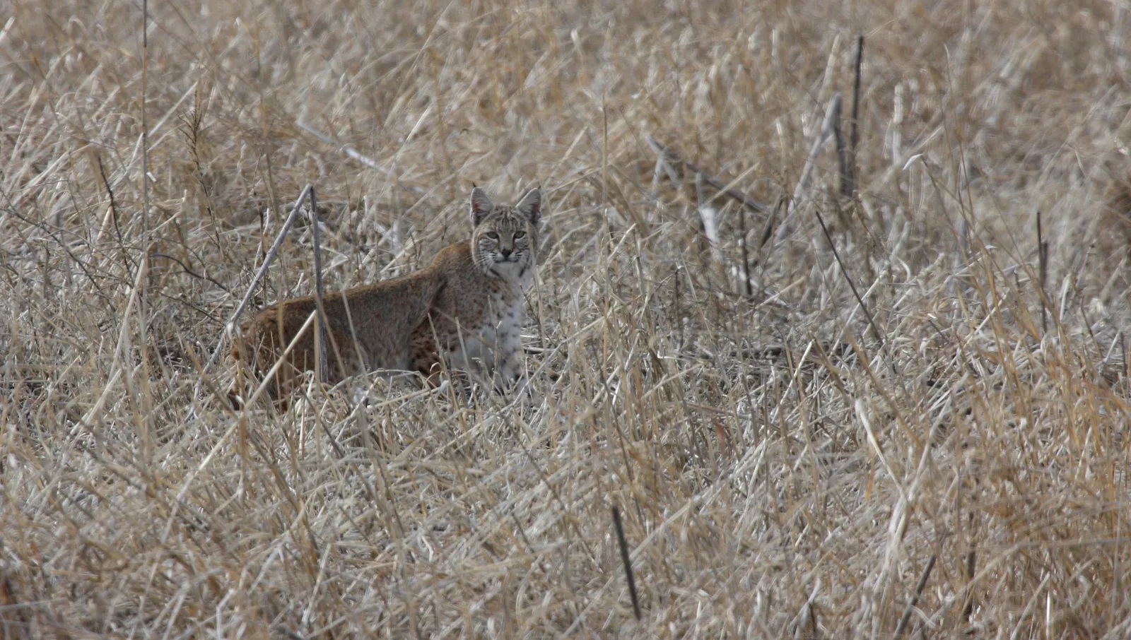 Risks, Misconceptions, and Realistic Safety Concerns (originally posted to Flickr as Bobcat, CC BY-SA 2.0)