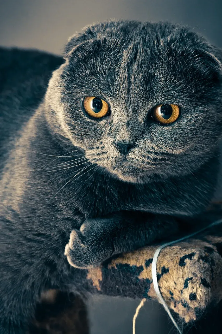 Scottish Fold: The Selective Listener (Image Credits: Pixabay)