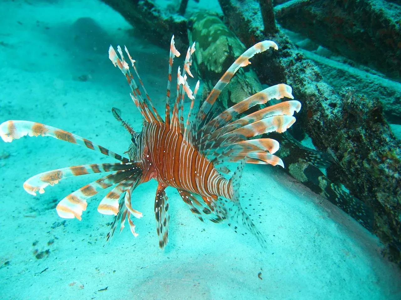 7. The Dragonfish: Seeing Red in the Deep Dark (Image Credits: Pixabay)