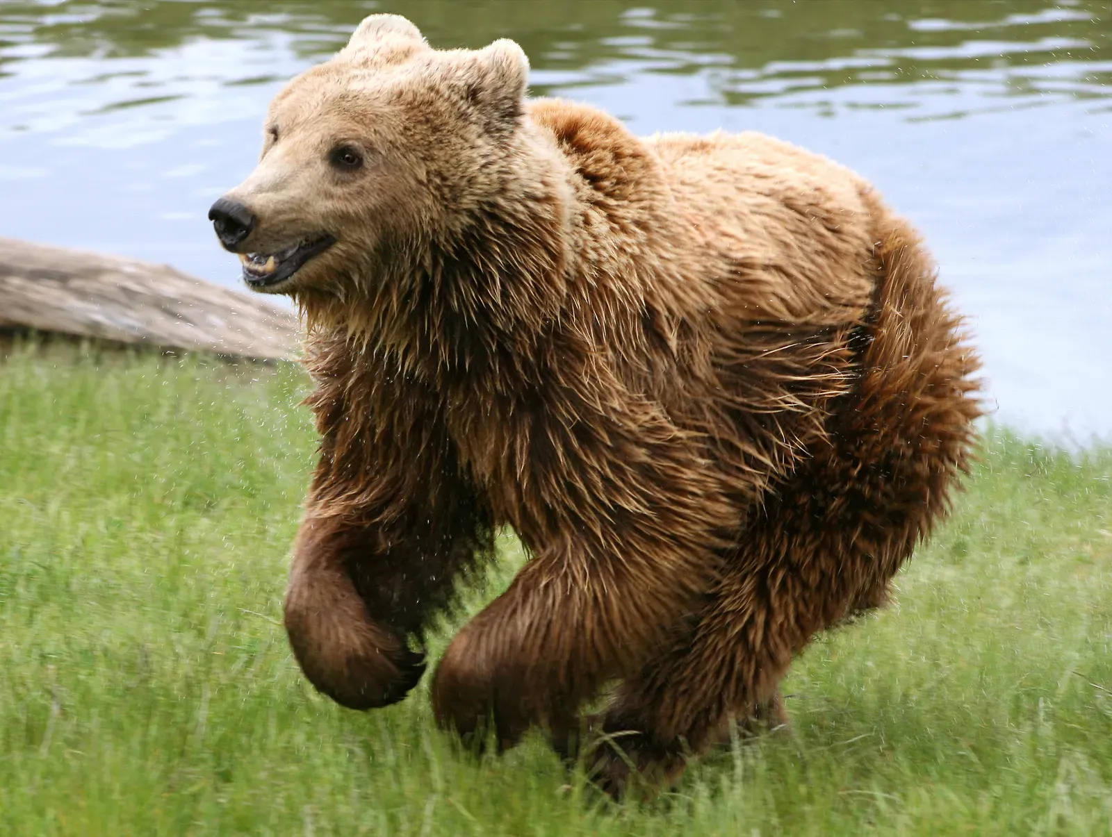 They Run Faster, Climb Better, and Swim Longer Than You'd Ever Expect (Image Credits: Wikimedia)