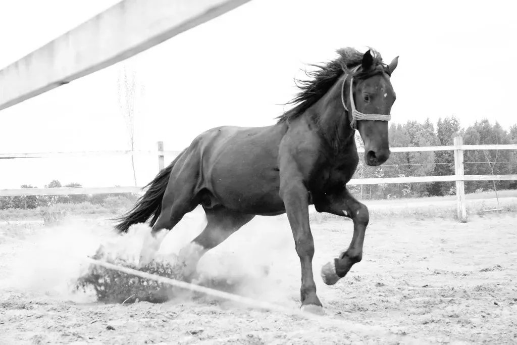 #11 - Mustang: The Wild Spirit That Rarely Forgets Its First Human (mpeterke, Flickr, CC BY 2.0)