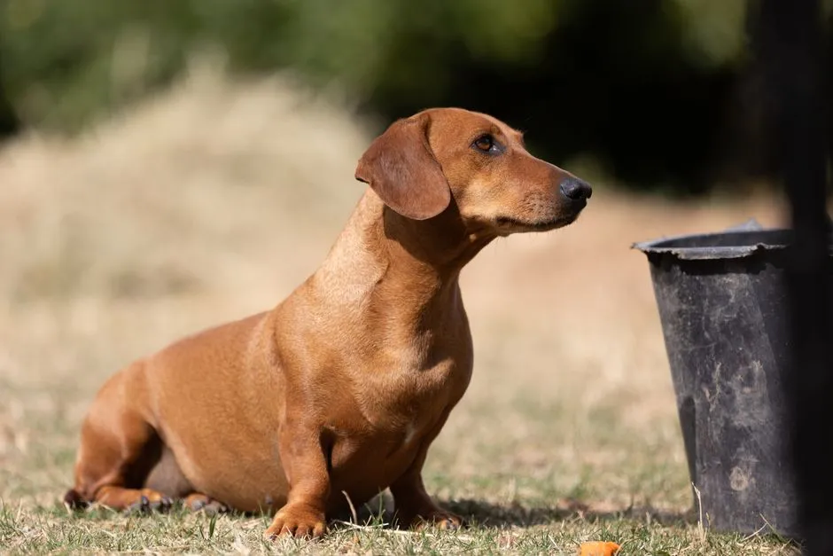 #9 - Dachshunds: The Back-Surgery Frequent Flyers (Image Credits: Pexels)
