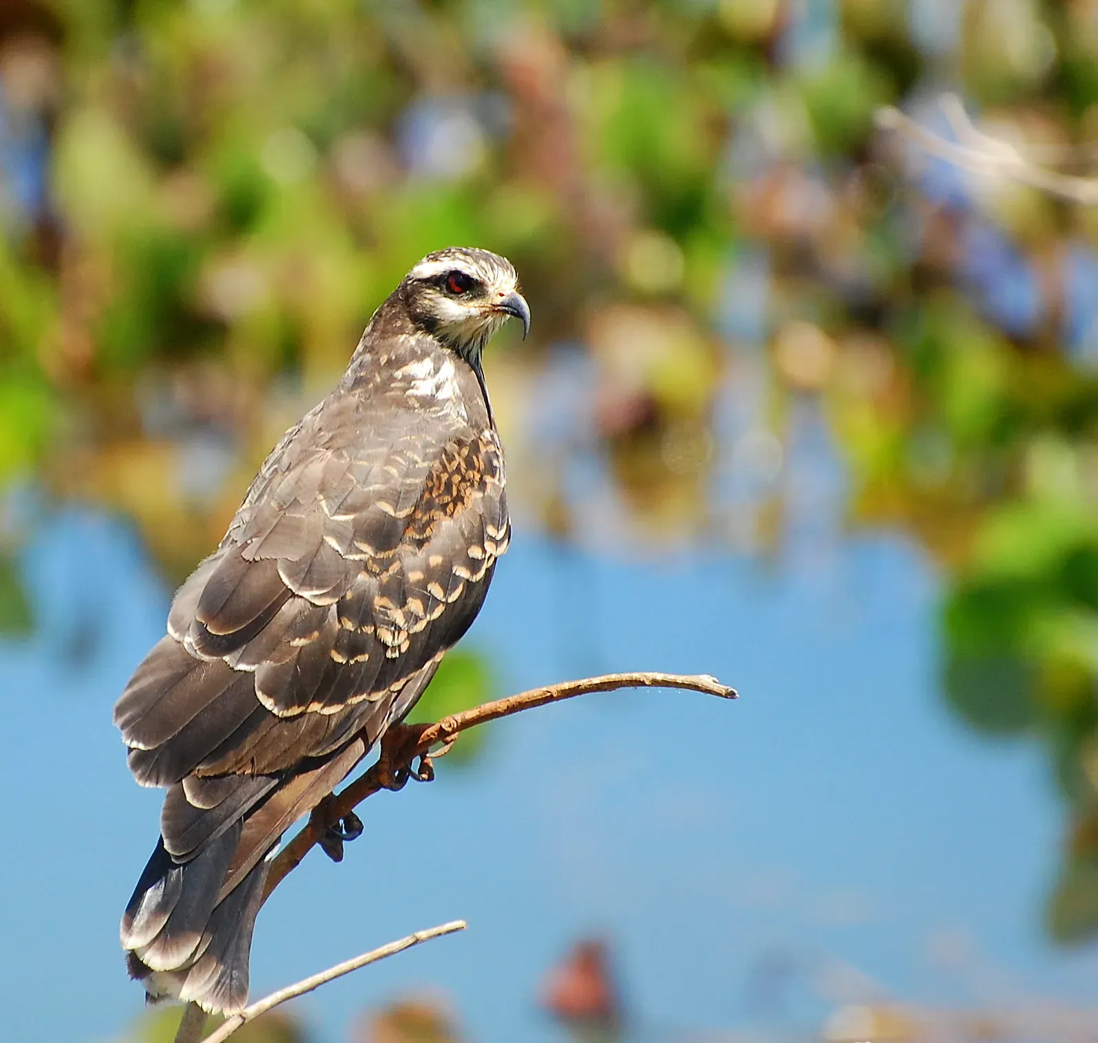 Everglades Snail Kite: The Specialized Hunter (Image Credits: Wikimedia)