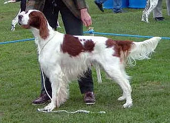 #14 Irish Red and White Setter: Erased By Its Own More Famous Descendant (Own work by Missledwidge, CC BY-SA 3.0)