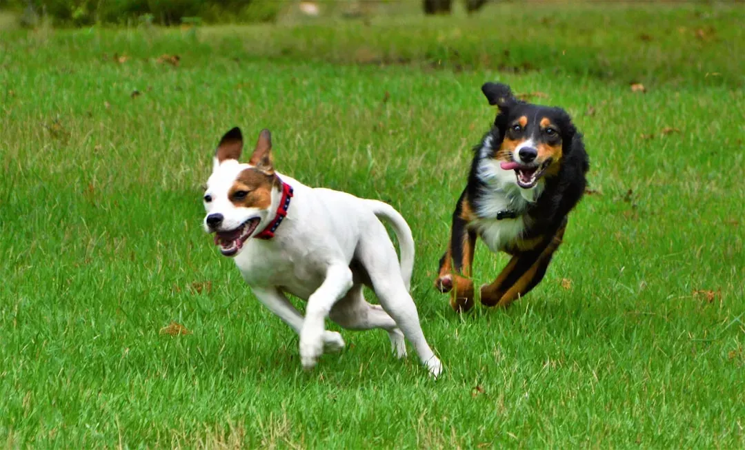 Adult Dogs in Their Prime Years (Image Credits: Unsplash)