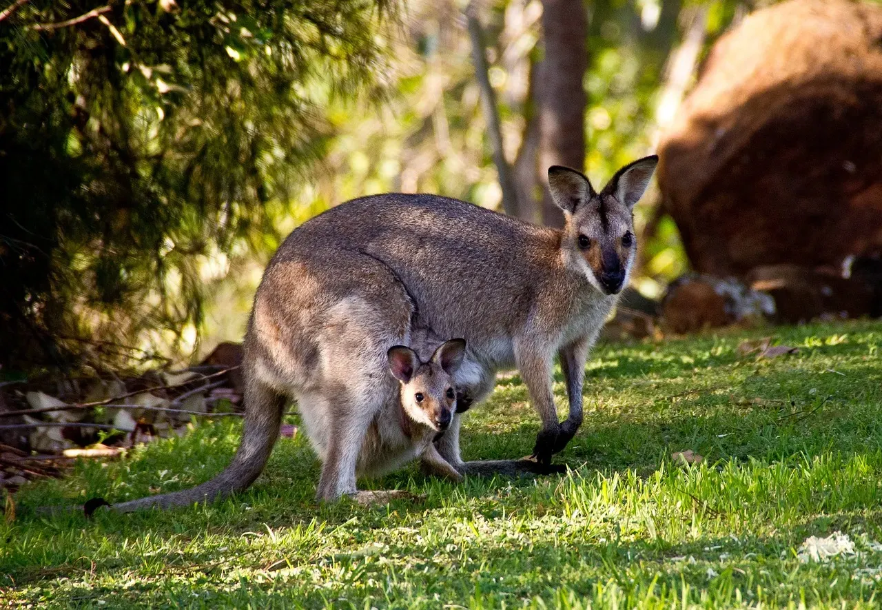 Kangaroos: Mothers Who Sacrifice Their Young (Image Credits: Pixabay)