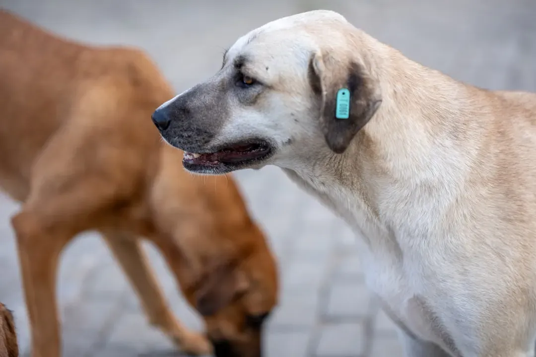 10. Not Microchipping or Updating ID Information (Image Credits: Unsplash)