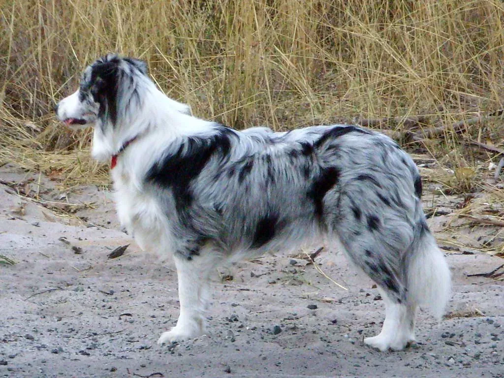 Merle Border Collie: The Marbled Genius (Image Credits: Flickr)