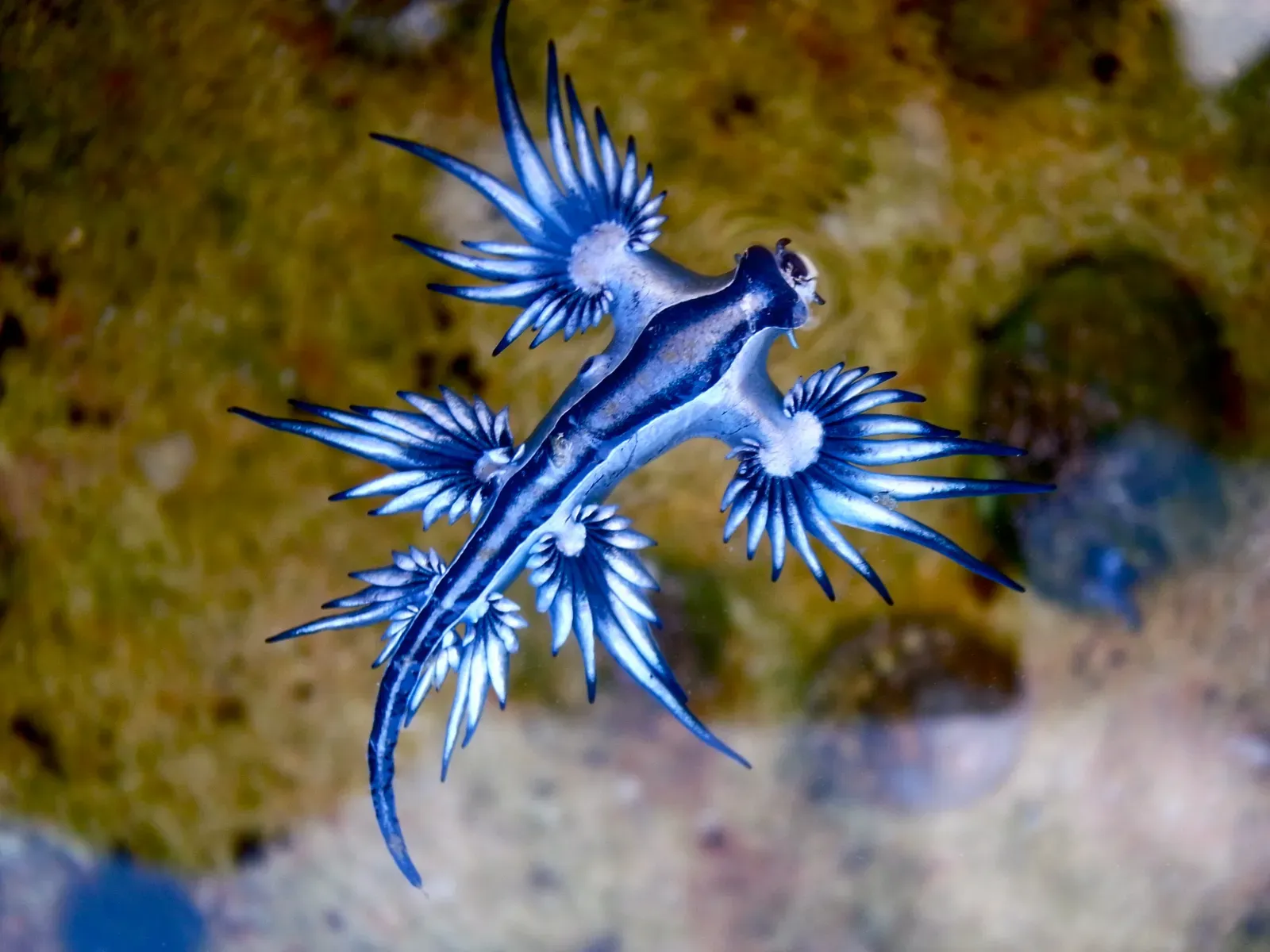 2. Countershading Camouflage Fooled Predators (Blue dragon-glaucus atlanticus, CC BY-SA 2.0)