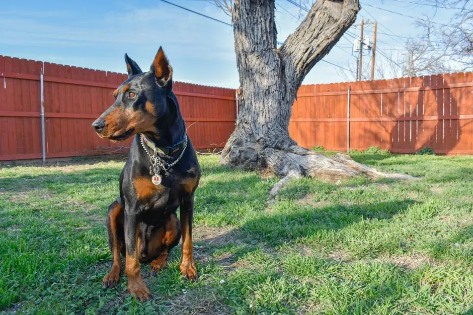 The Watchful Doberman Pinscher (Image Credits: Pexels)