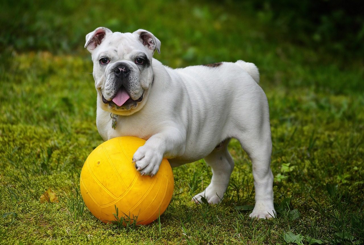 Leo: The Loyal Dog (Image Credits: Pixabay)