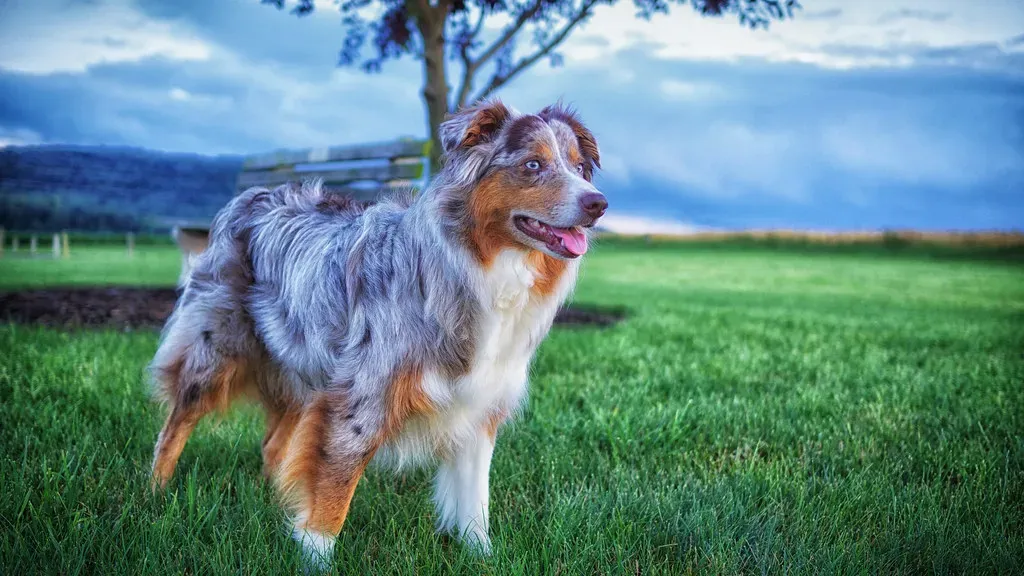 #11 - Australian Shepherds: The Velcro Herders (Ted Van Pelt, Flickr, CC BY 2.0)