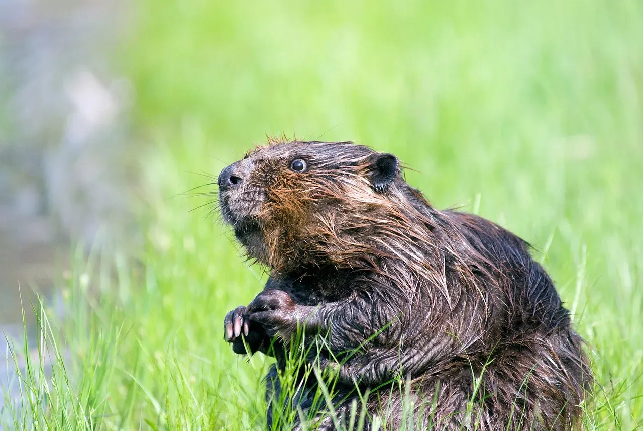 What Science and Technology Are Revealing About Beaver Impact (Image Credits: Pixabay)