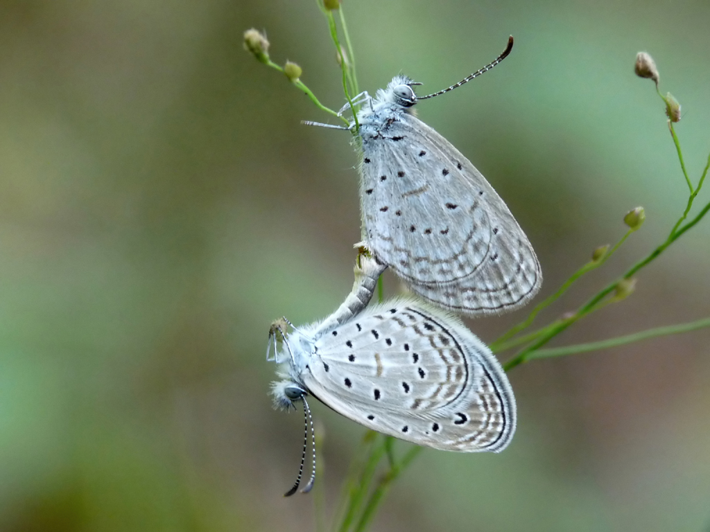 Sinai Baton Blue (Image Credits: Wikimedia)