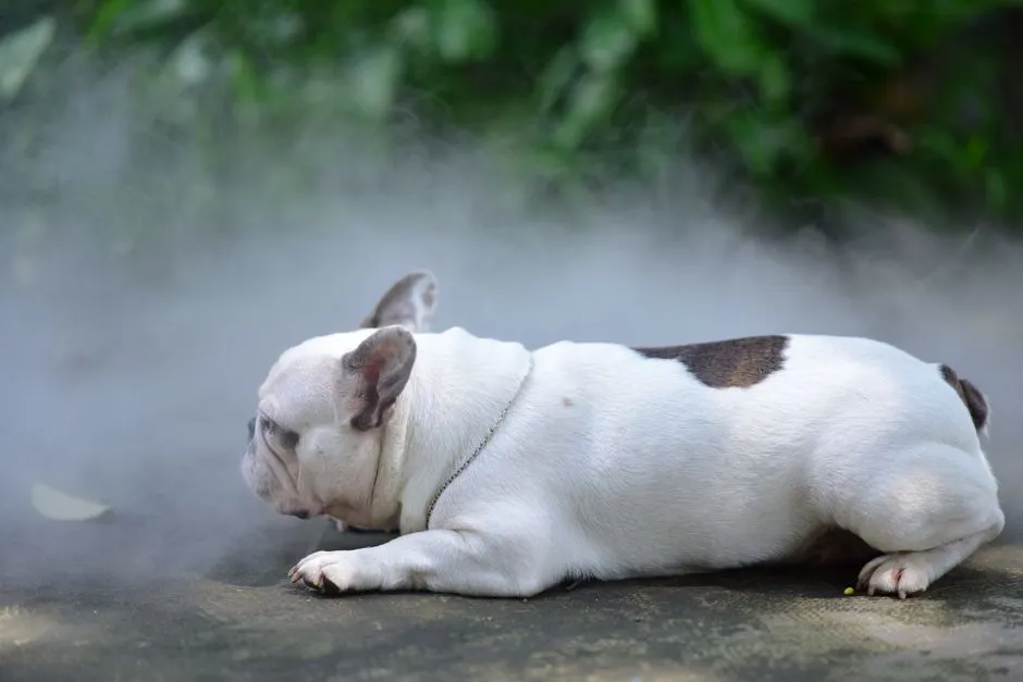 Spotting Early Signs Before It Becomes An Emergency (Image Credits: Pexels)