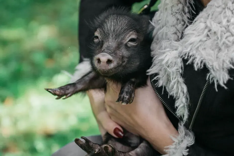 #10 - The Mini Pig's Deep Attachment (Image Credits: Pexels)