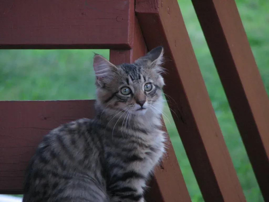 #14 - Reduce Cat and Predator Pressure Around the Yard (aliwest44, Flickr, CC BY 2.0)
