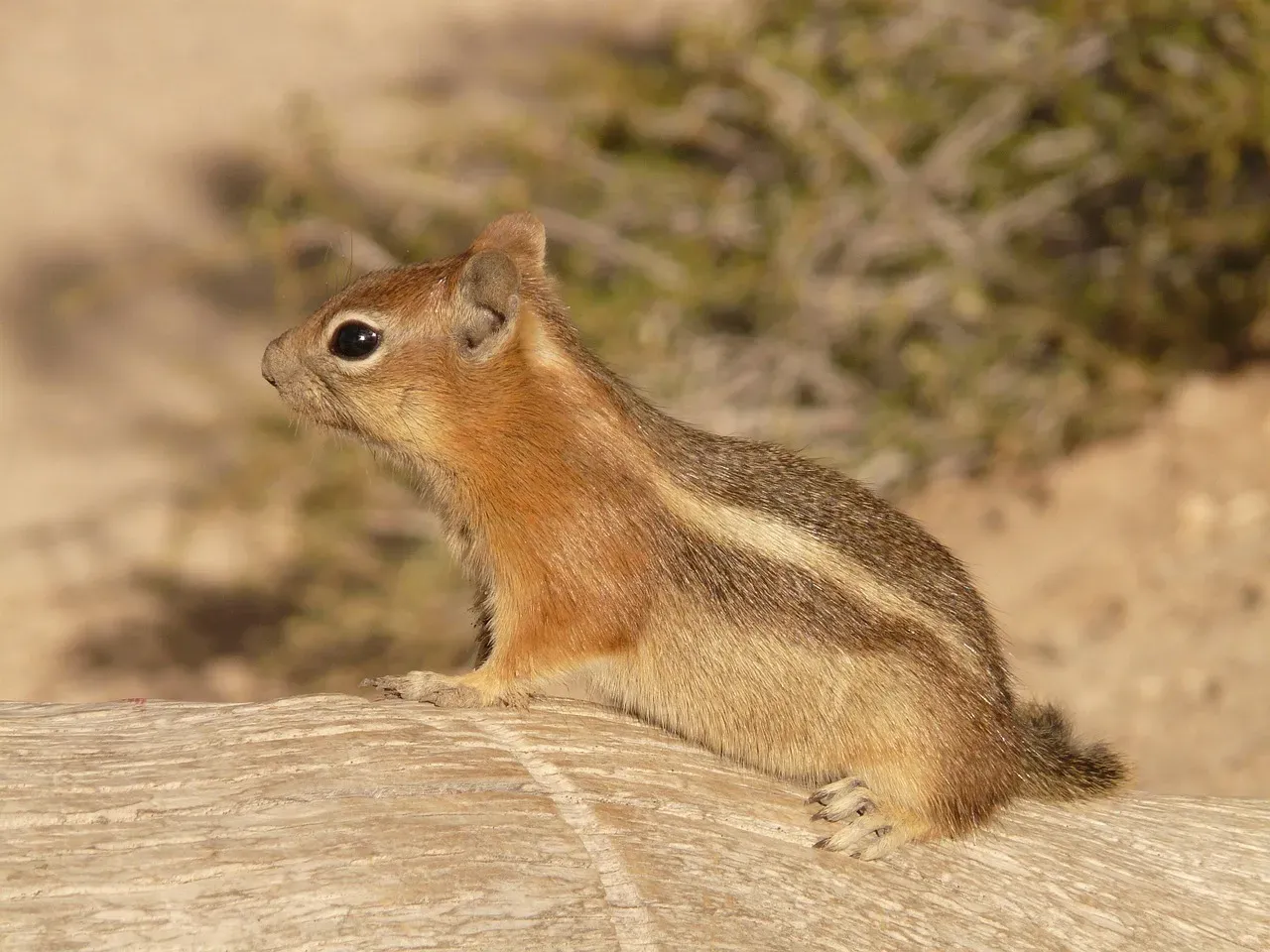8. Jerboa: The Desert Kangaroo Mouse (Image Credits: Pixabay)
