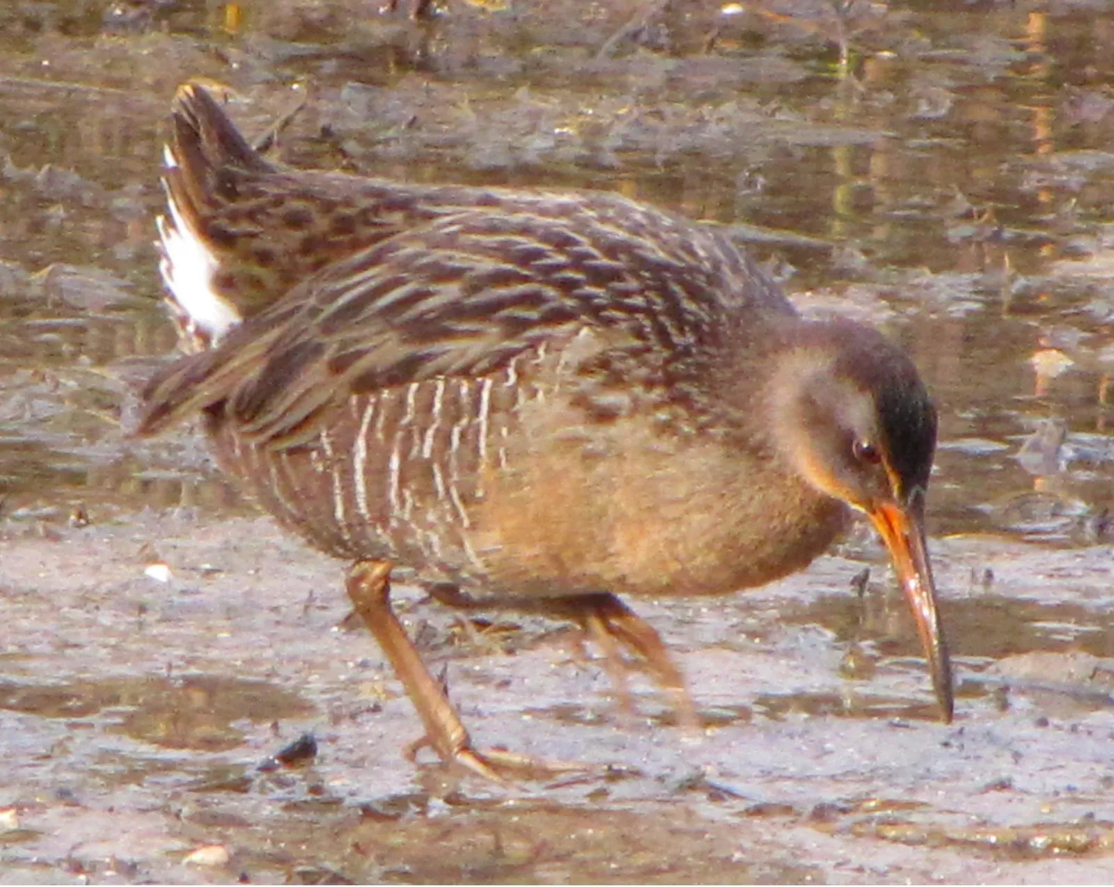 Yuma Clapper Rail in Grand Canyon National Park (Image Credits: Wikimedia)