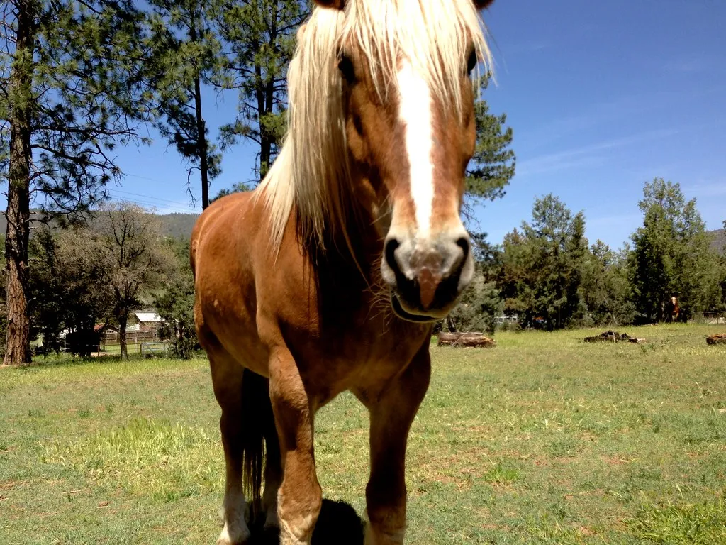 #3 - Recently Rescued or Abused Horses (Any Breed) (cogdogblog, Flickr, CC BY 2.0)